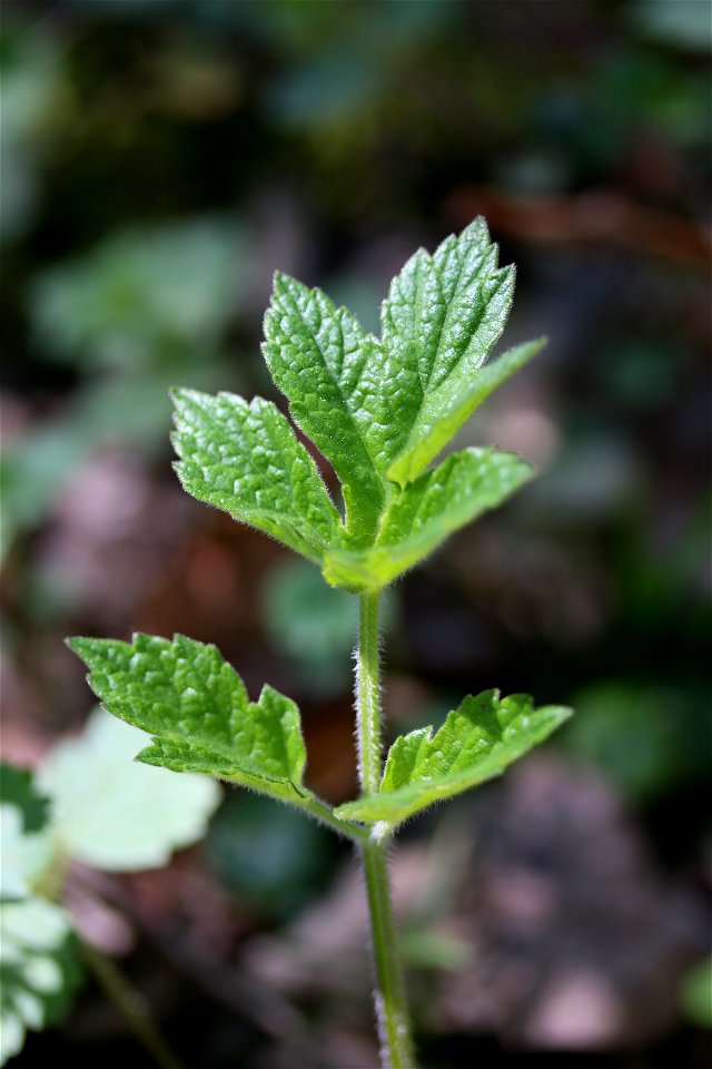 Photograph of a young Heracleum sphondylium leaf