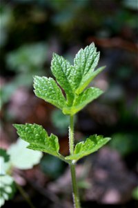 Photograph of a young Heracleum sphondylium leaf