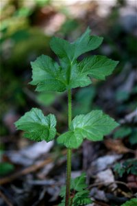 Photograph of a young Heracleum sphondylium leaf
