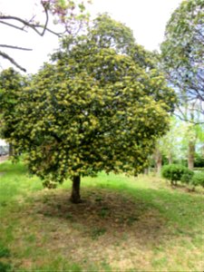 Alberello di pittosporo in fiore