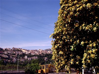 Pittosporum tobira in fiore dalla stazione ferroviaria di Monte San Biagio