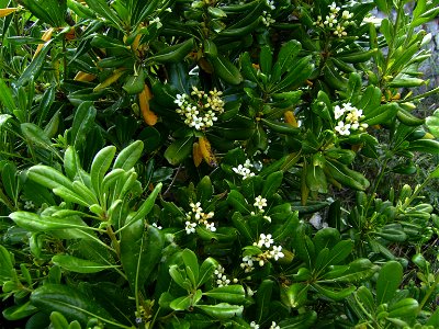 Pittosporum tobira flowering, Castelltallat, Catalonia