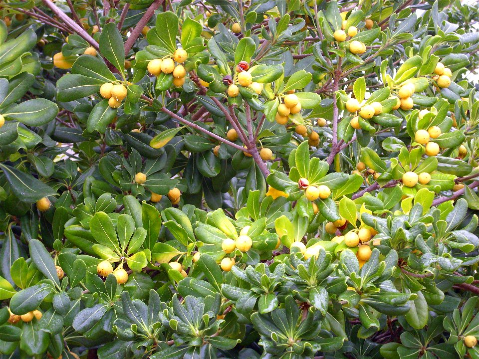 Pittosporum tobira fruits close up in Dehesa Boyal de Puertollano, Spain