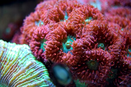 Nature wildlife ocean