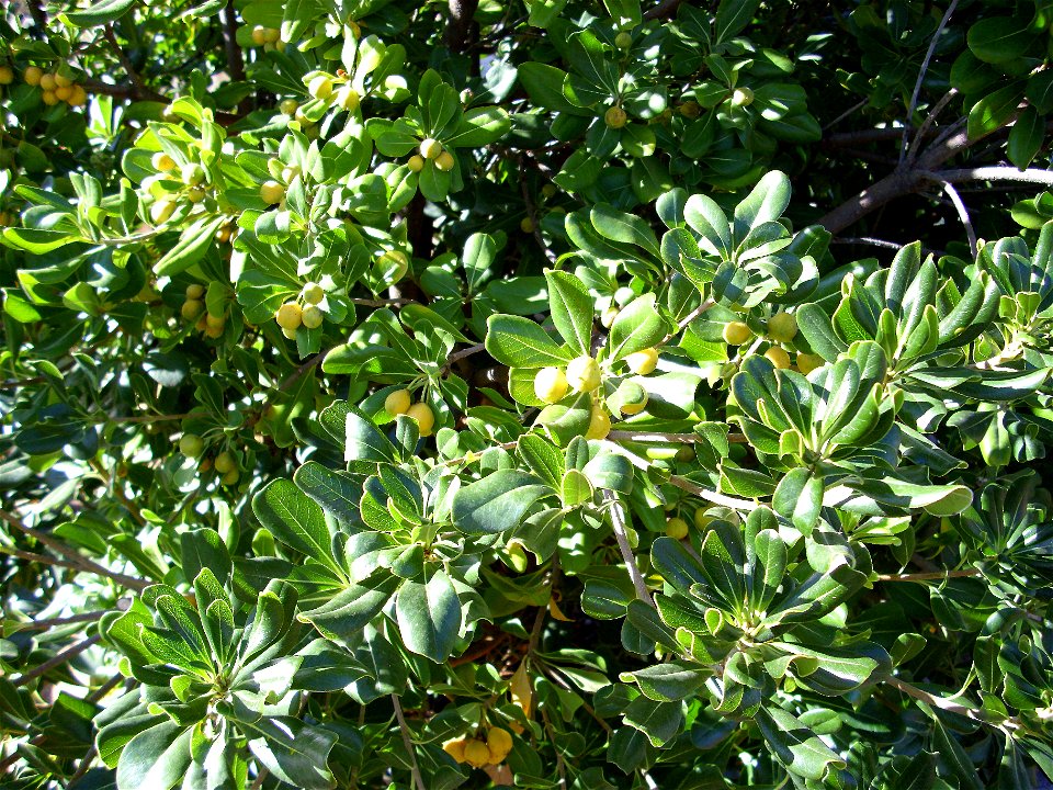 Pittosporum tobira fruits close up in Dehesa Boyal de Puertollano, Spain