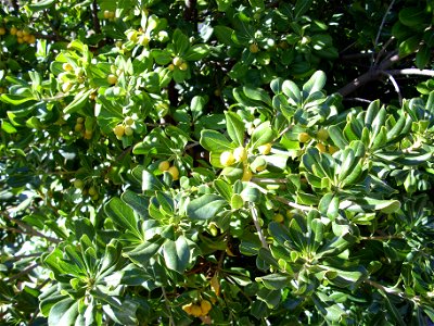 Pittosporum tobira fruits close up in Dehesa Boyal de Puertollano, Spain