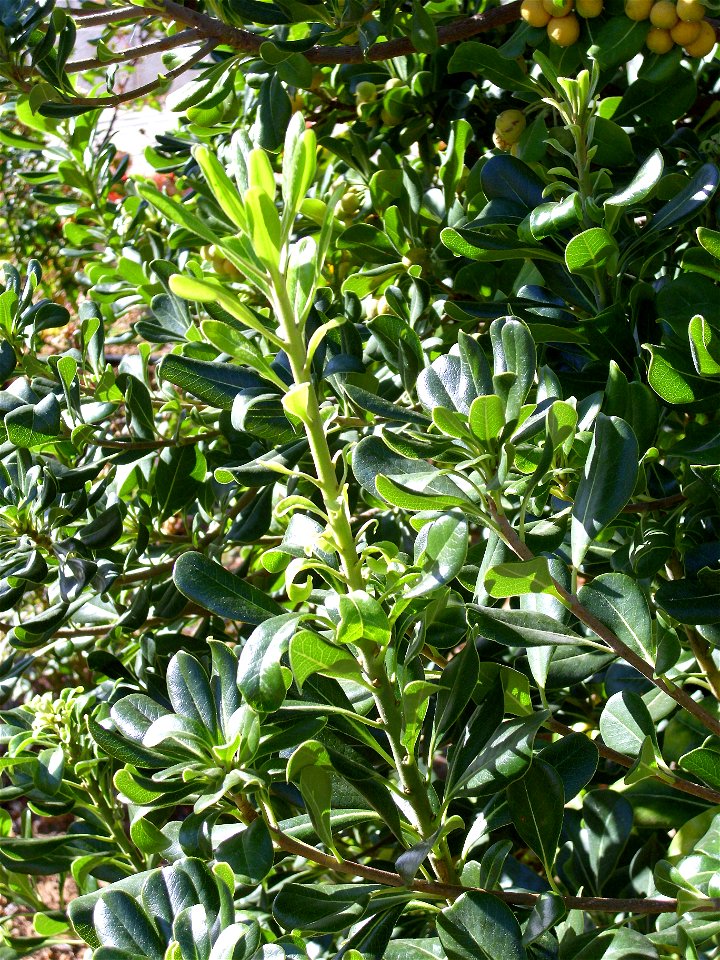 Pittosporum tobira sprouts and leaves Dehesa Boyal de Puertollano, Spain
