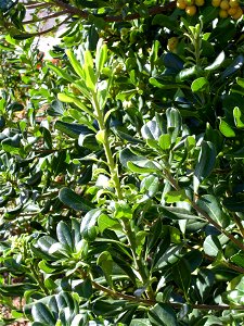 Pittosporum tobira sprouts and leaves Dehesa Boyal de Puertollano, Spain