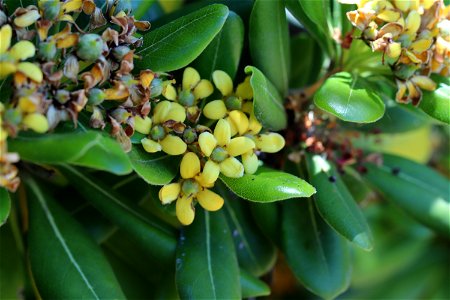 Pittosporum tobira on May 17, 2018 in Los Altos, California.