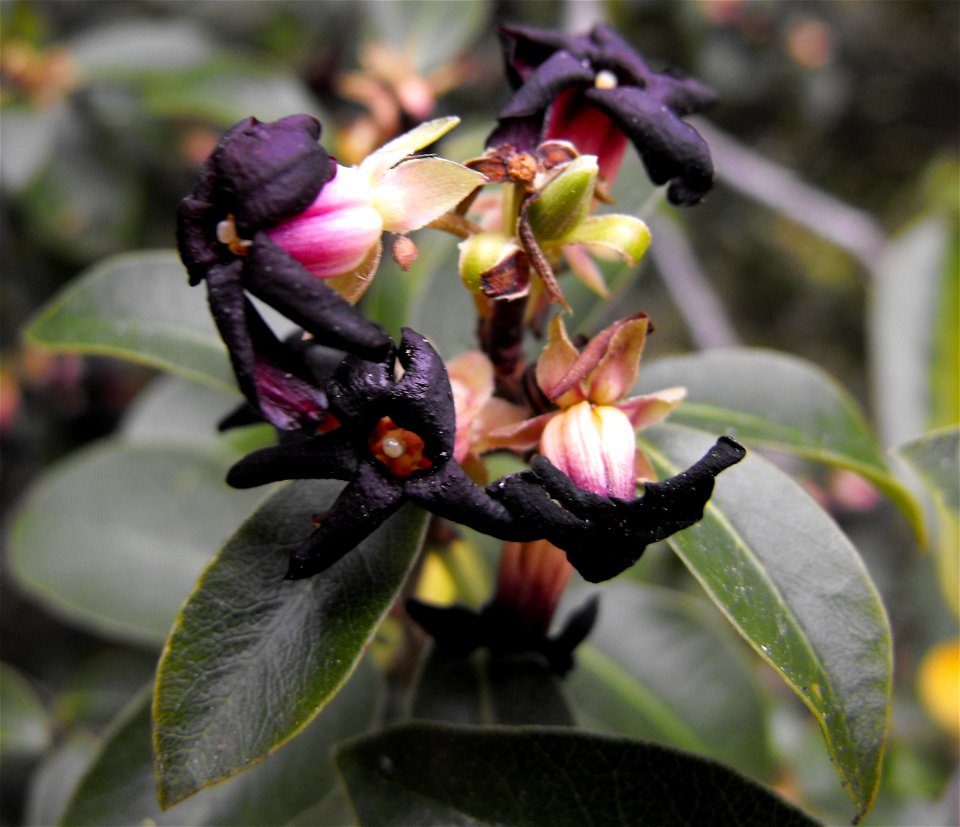 Pittosporum tenuifolium at Quail Botanical Gardens in Encinitas, California, USA. Identified by sign.