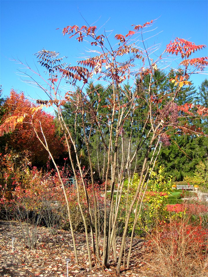 Aralia spinosa specimen in Lasdon Park and Arboretum, Somers, New York, USA.