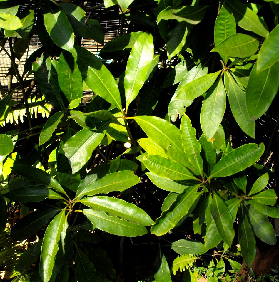 Pittosporum undulatum at the San Diego Zoo, California, USA. Identified by sign.