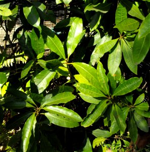 Pittosporum undulatum at the San Diego Zoo, California, USA. Identified by sign.