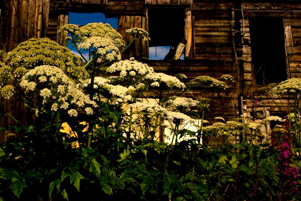 Heracleum persicum, or giant hogweed. Dubbed "Tromsø palm" in Tromsø.