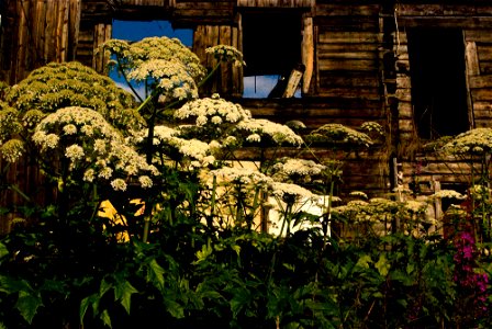 Heracleum persicum, or giant hogweed. Dubbed "Tromsø palm" in Tromsø.