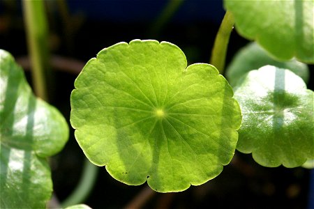 Hydrocotyle vulgaris - Gewöhnlicher Wassernabel