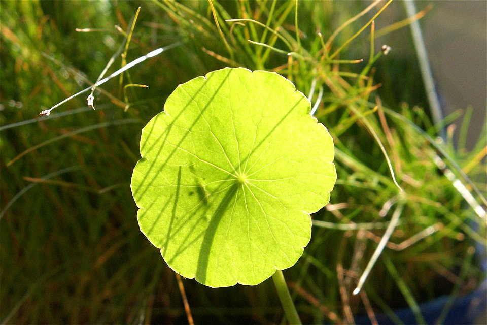 Hydrocotyle vulgaris - Gewöhnlicher Wassernabel