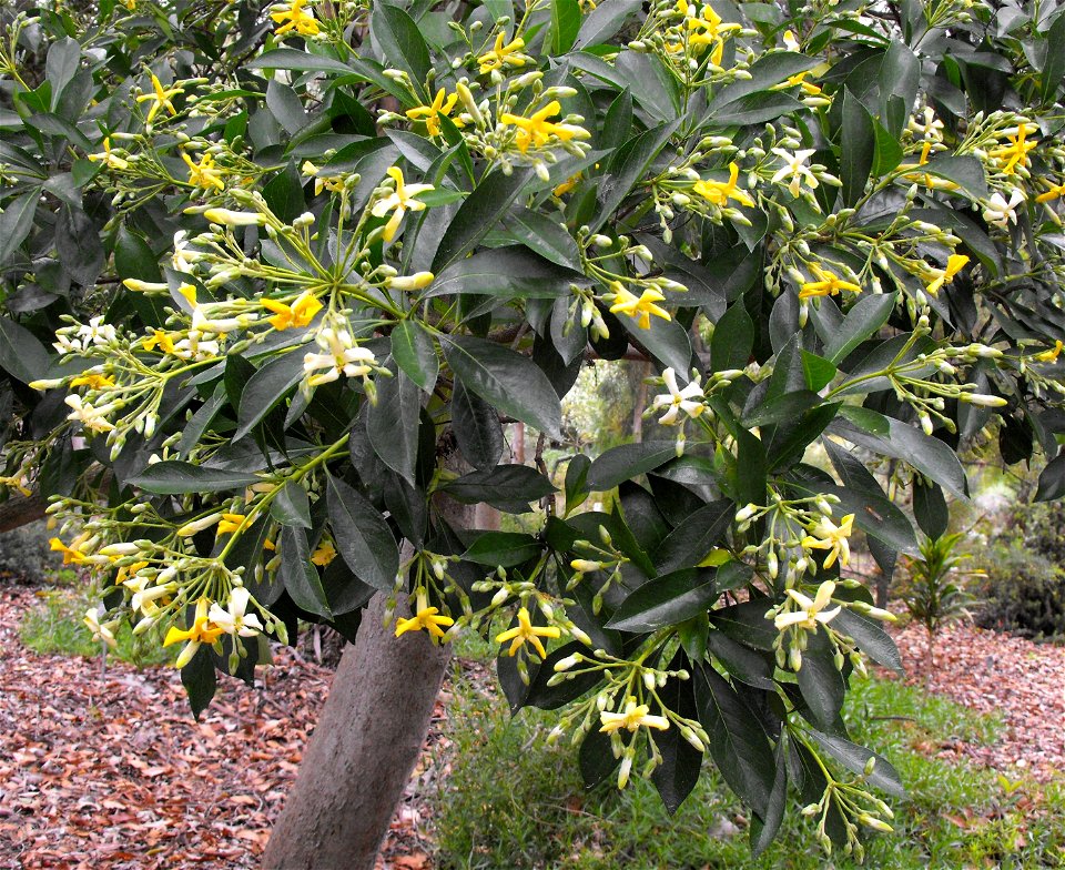 Hymenosporum flavum at the Water Conservation Garden at Cuyamaca College in El Cajon, California, USA.