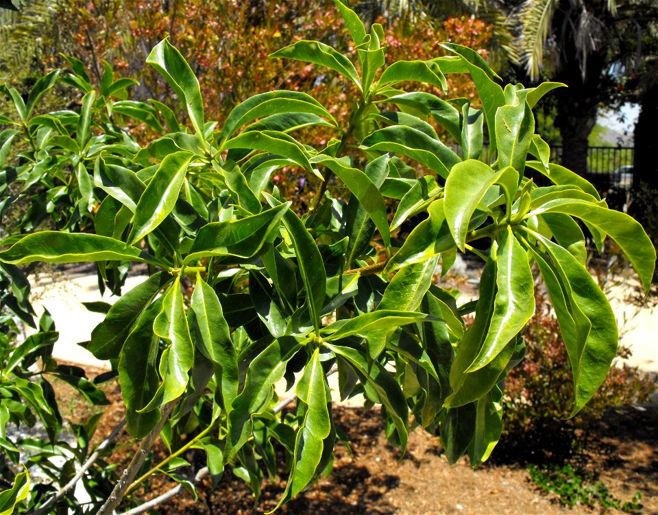 Hymenosporum flavum at the Water Conservation Garden at Cuyamaca College in El Cajon, California, USA.