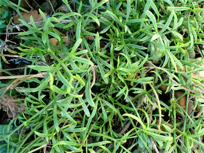 rock samphire (Crithmum maritimum)