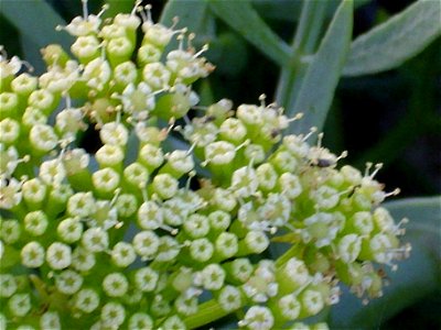 Crithmum maritimum flowers close up, La Mata, Torrevieja, Alicante, Spain.