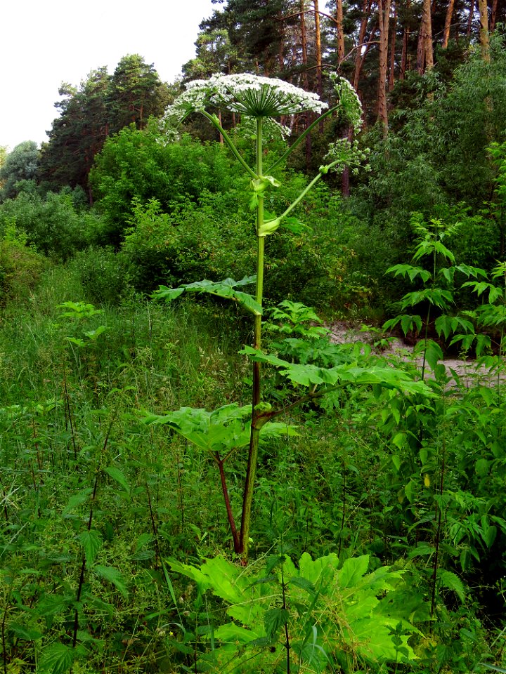 Heracleum sosnowskyi in Kiev