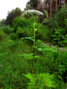 Heracleum sosnowskyi in Kiev