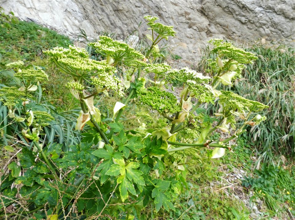 Angelica keiskei, at base of ocean cliffs to the east of Miyagawa Bay. City of Miura, Kanagawa Prefecture, Japan.