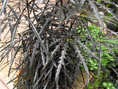 Schefflera elegantissima in the Botanical Building at Balboa Park, San Diego, California, USA