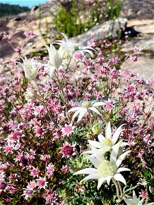 Flower (Actinotus helianthi) and Pink Flannel Flower (Actinotus forsythii) photographed in the Blue Mountains, New South Wales, Australia
