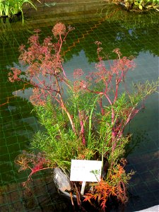 Cicuta virosa in the Oslo Botanical Garden, Oslo, Norway.
