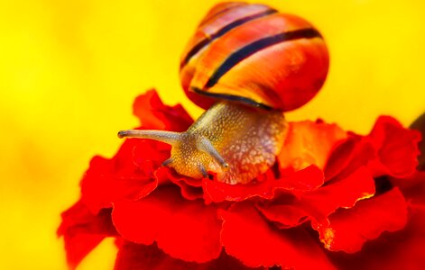Flower animals nature