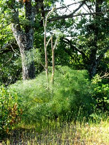 Ferula communis habit, Sierra Madrona, Spain