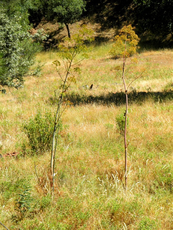 Ferula communis habit, Sierra Madrona, Spain