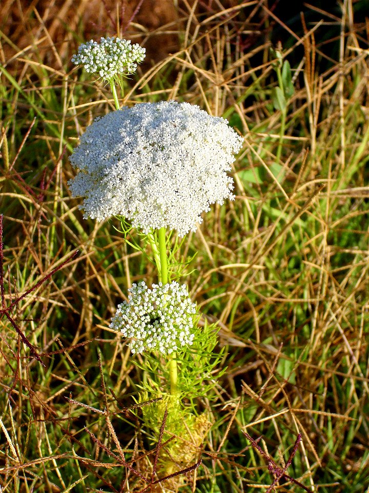 Ammi visnaga habit Campo de Calatrava, Spain