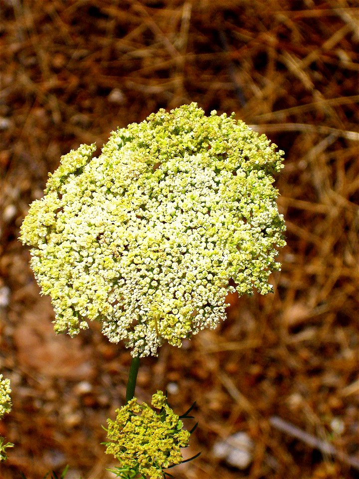 Ammi visnaga inflorescence, Laguna de Caracuel, Spain
