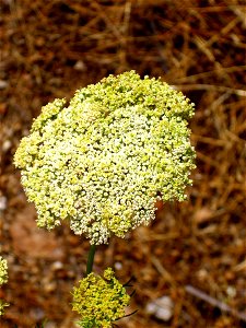 Ammi visnaga inflorescence, Laguna de Caracuel, Spain