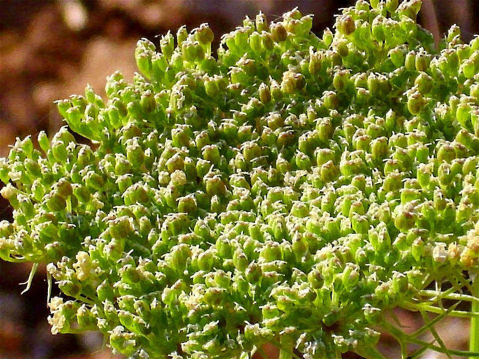 Ammi visnaga fruits Campo de Calatrava, Spain
