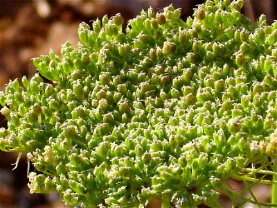 Ammi visnaga fruits Campo de Calatrava, Spain