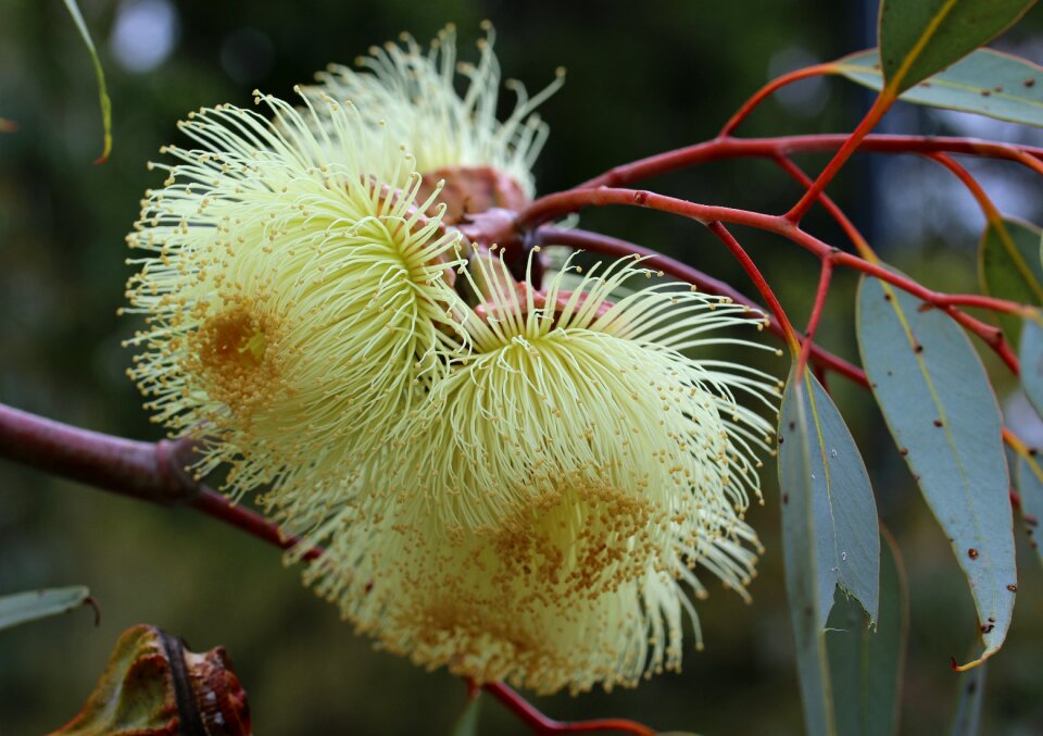 Blossom botanical plant