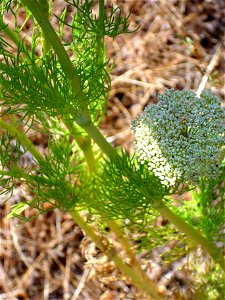 Ammi visnaga stem and leaves, Laguna de Caracuel, Spain