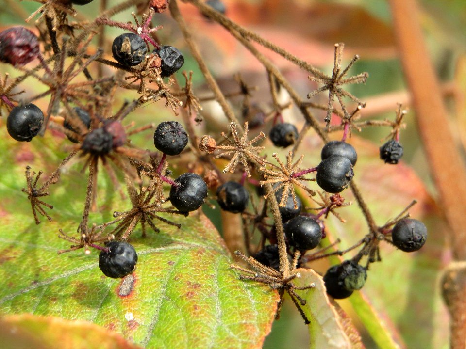 Japanische Aralie (Aralia elata) am Staden (Saarbrücken)