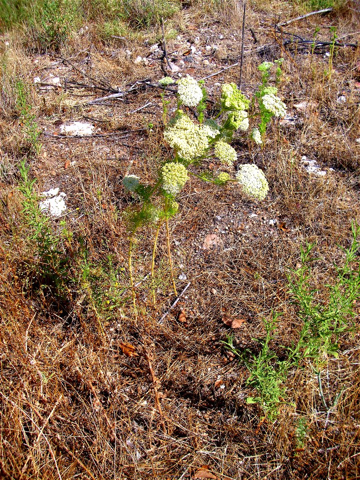 Ammi visnaga habitat, Laguna de Caracuel, Spain