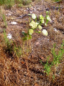 Ammi visnaga habitat, Laguna de Caracuel, Spain