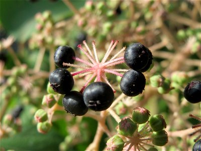 Japanische Aralie (Aralia elata) am Staden in Saarbrücken photo