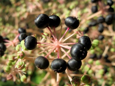 Japanische Aralie (Aralia elata) am Staden in Saarbrücken photo