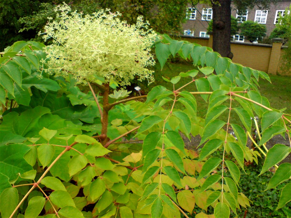 Aralia elata (Japanischer Angelikabaum) - Botanischer Garten Leipzig
