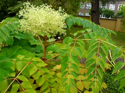 Aralia elata (Japanischer Angelikabaum) - Botanischer Garten Leipzig