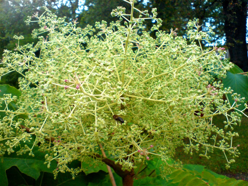 Aralia elata (Japanischer Angelikabaum) - Botanischer Garten Leipzig