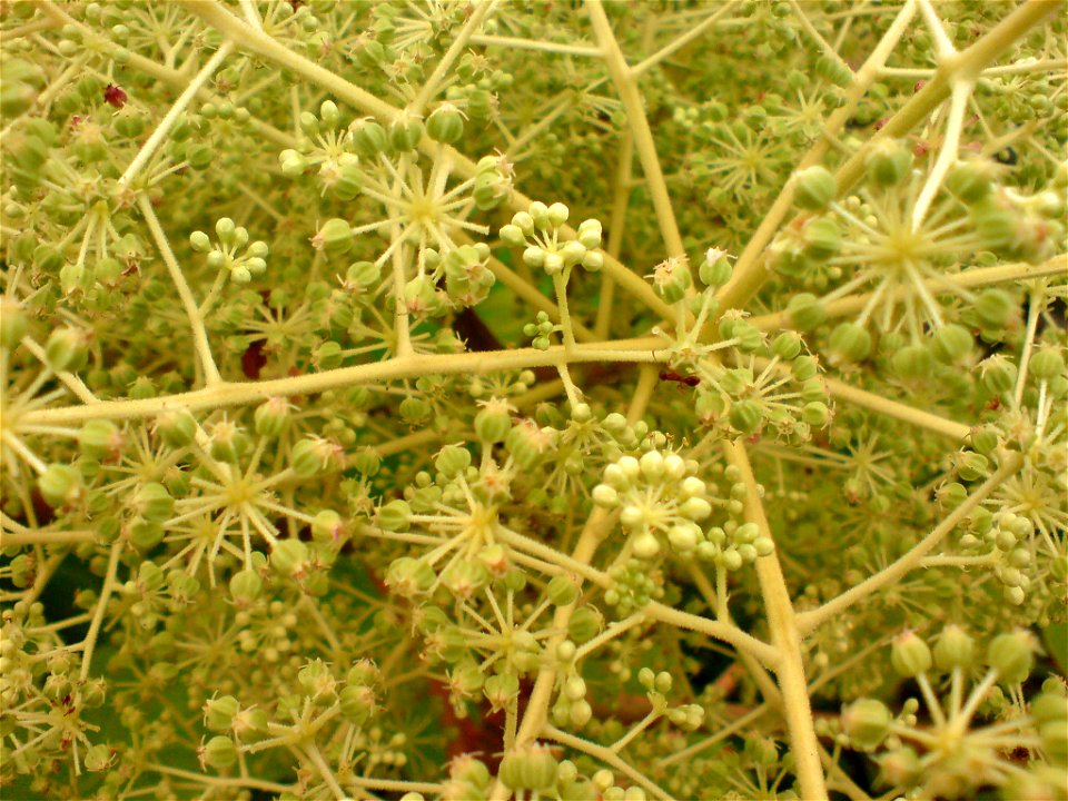 Aralia elata (Japanischer Angelikabaum) - Botanischer Garten Leipzig